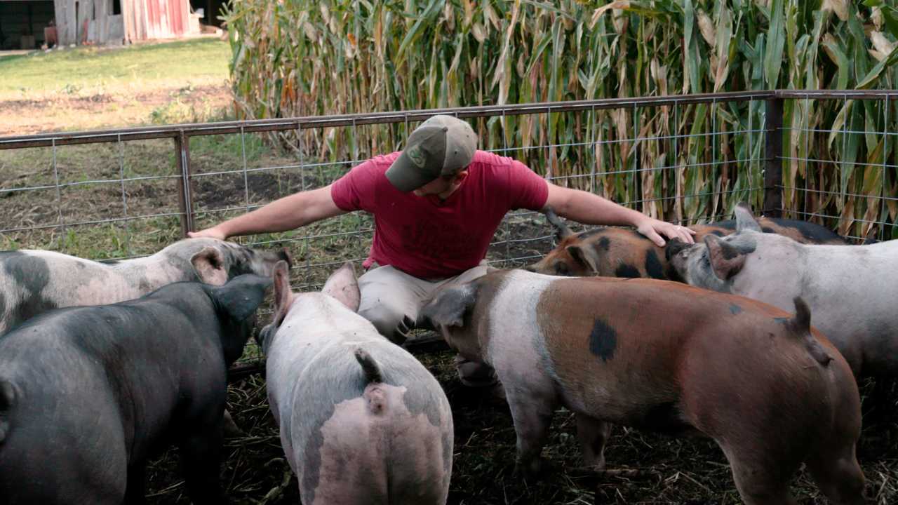 a man sitting with a group of pigs in a pen